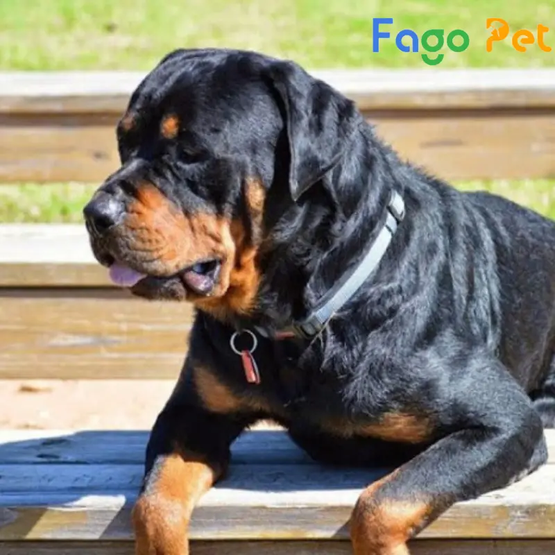 bán chó rottweiler dòng đại