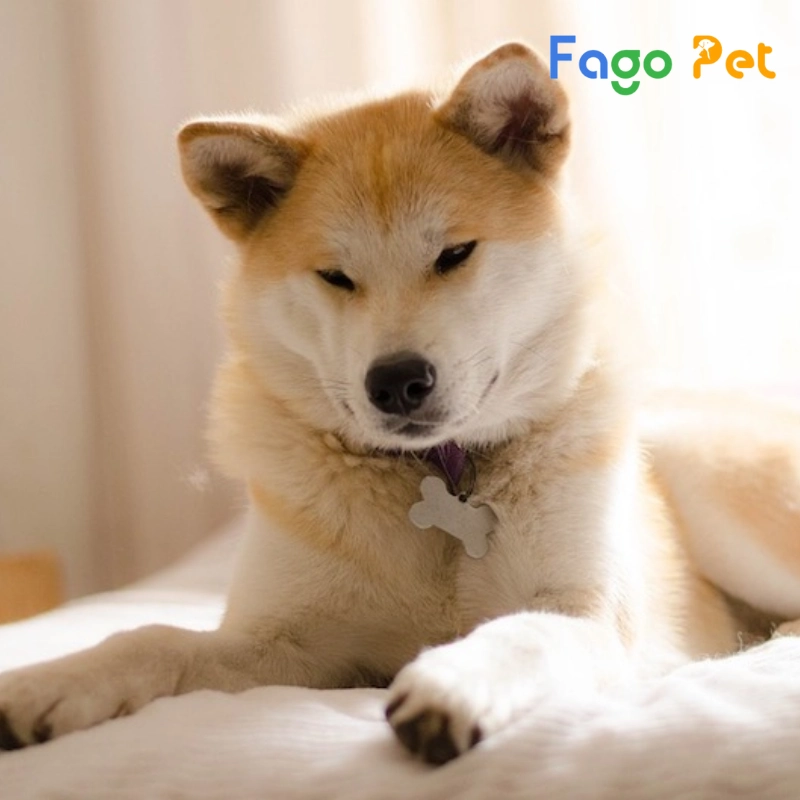 dịch vụ huấn luyện chó akita inu giá tốt tại fago pet