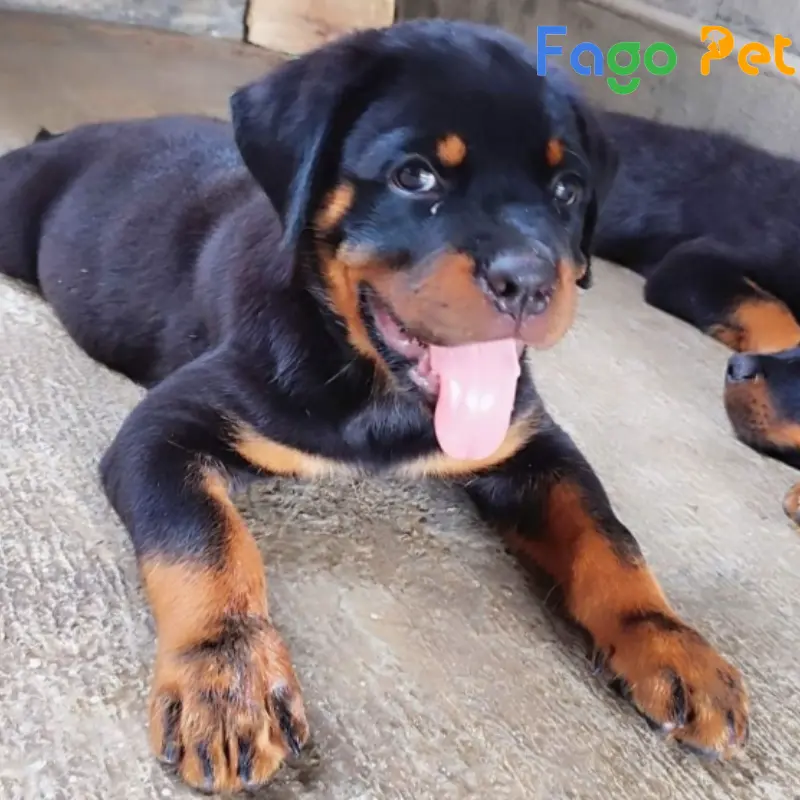 bán chó rottweiler dòng đại