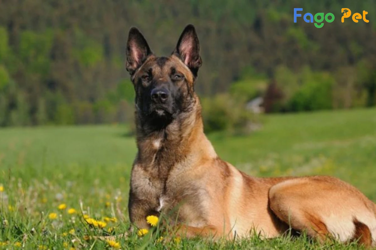 #Chó Becgie Bỉ (Malinois) -Tìm Hiểu Về Nguồn Gốc, Đặc Điểm, Giá Bán