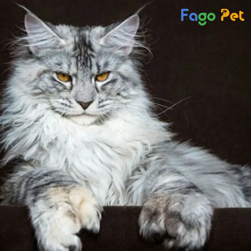  Mèo Maine Coon