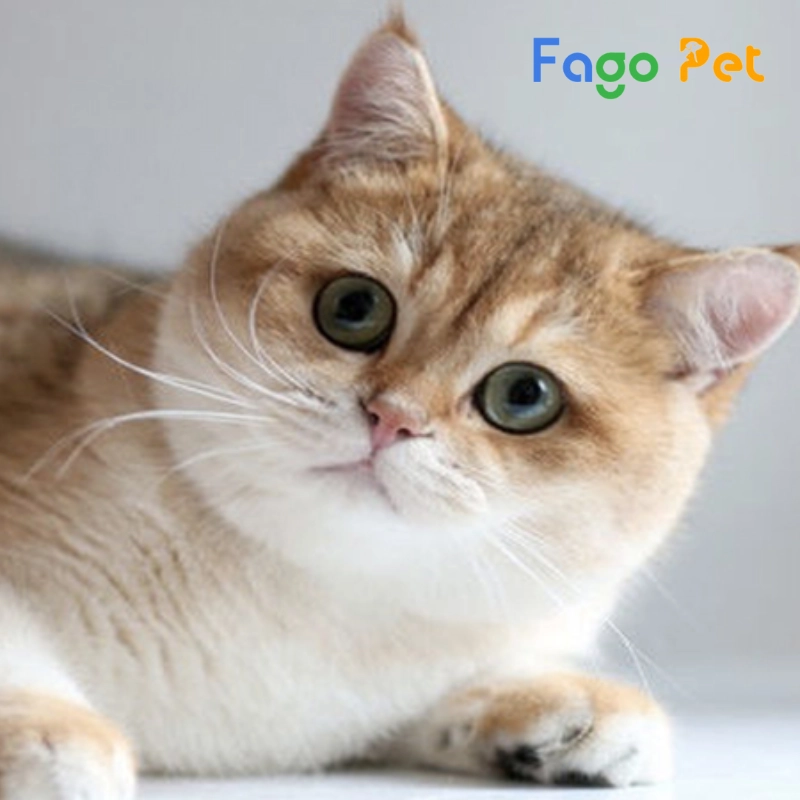 fago pet - địa chỉ bán mèo golden point thuần chủng giá tốt, uy tín
