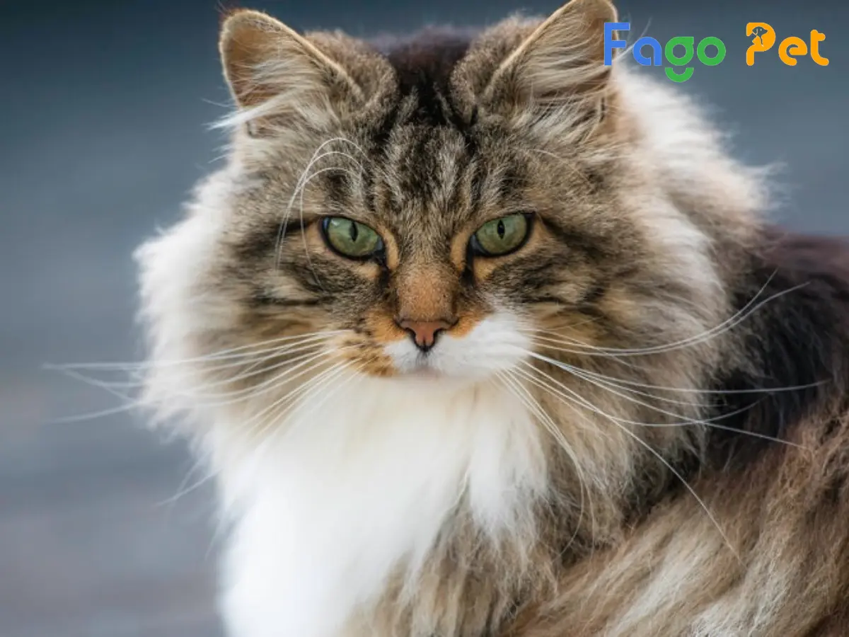 #Mèo Rừng Siberian: Nguồn Gốc, Ngoại Hình Và Giá Bán Của Mèo