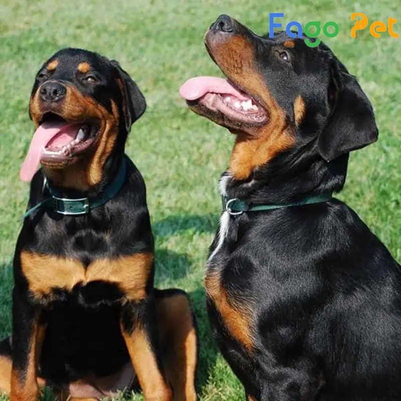 chó rottweiler dòng đại