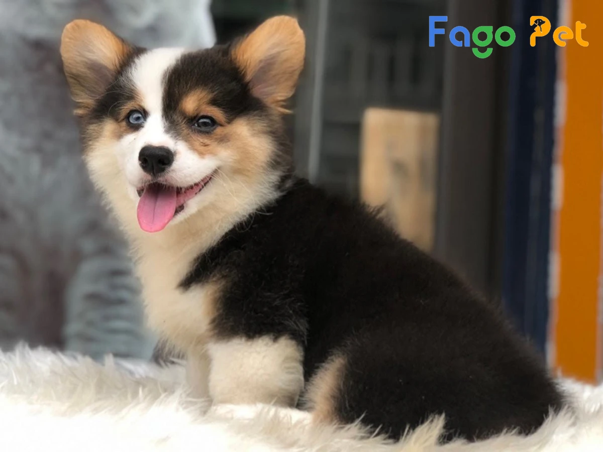 Tìm Hiểu Về Đặc Điểm, Màu Lông Của Chó Corgi Màu Tricolor