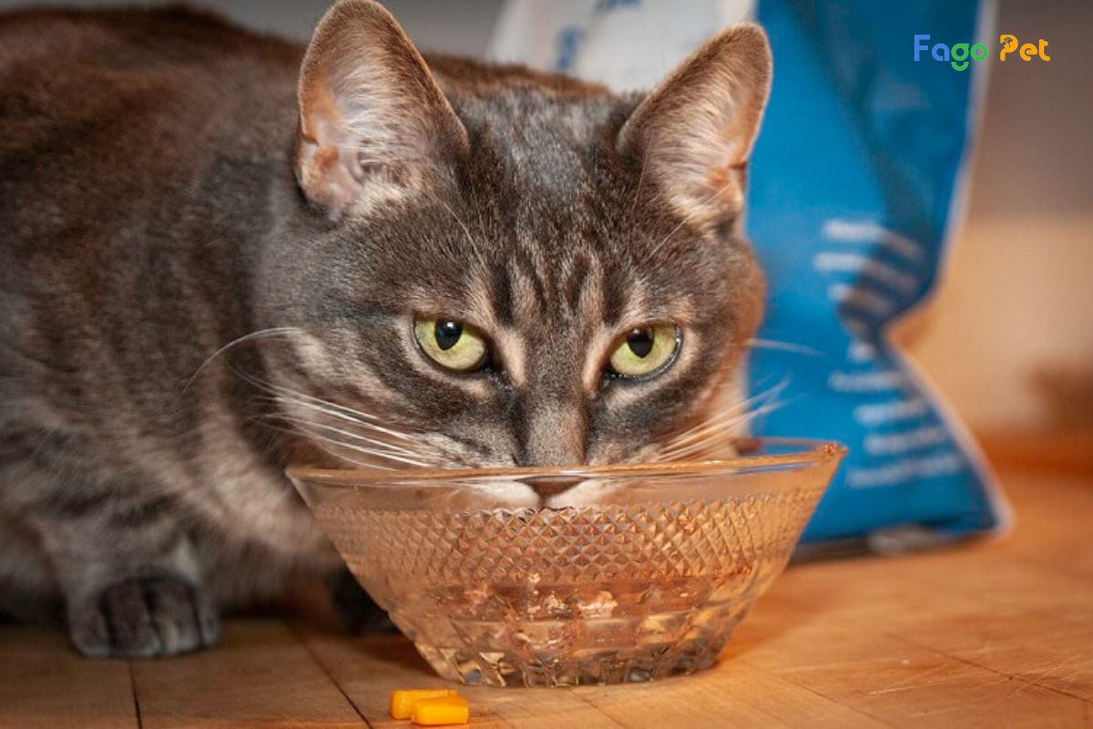 [Giải Đáp] Cho Mèo Uống Vitamin C Của Người Được Không?
