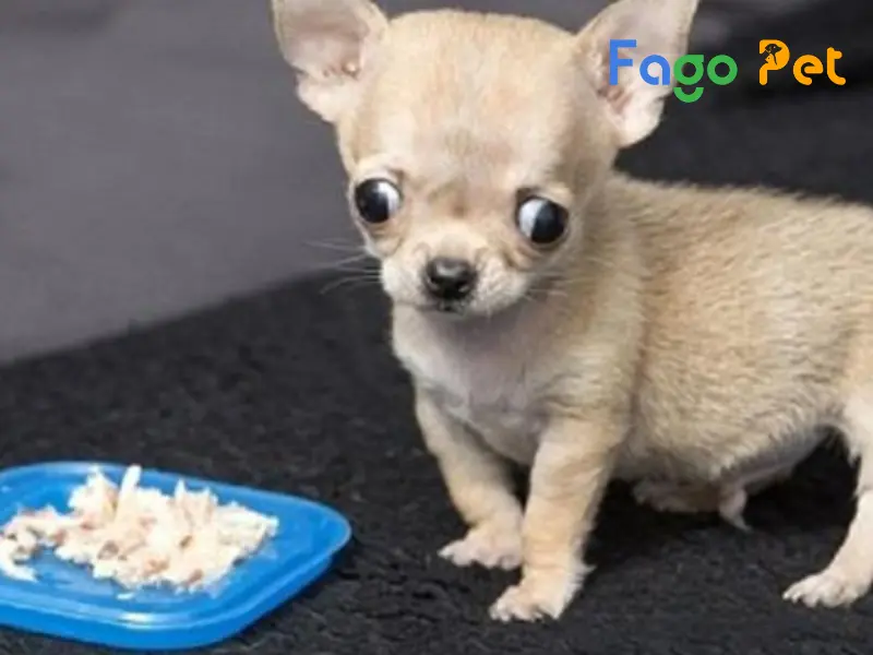 #9+ Thức Ăn Cho Chó Chihuahua Giúp Bé Phát Triển Khỏe Mạnh, Ít Bệnh