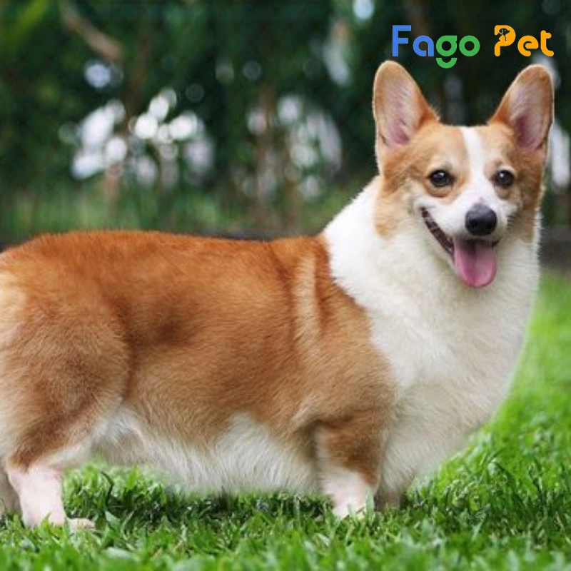 corgi là giống chó chân ngắn nổi tiếng với chiếc mông tim