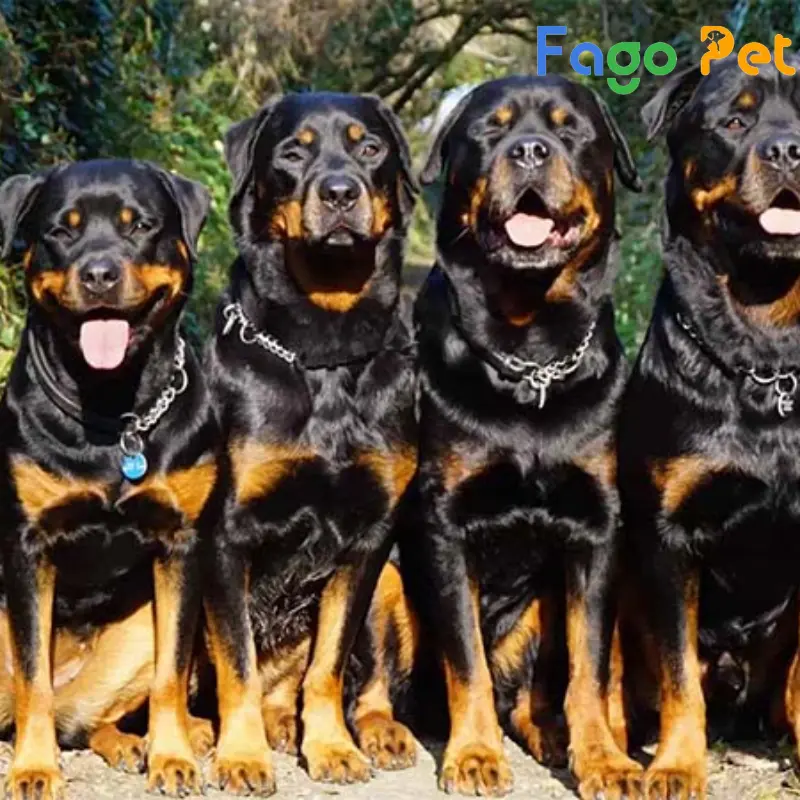 chó rottweiler dòng đại