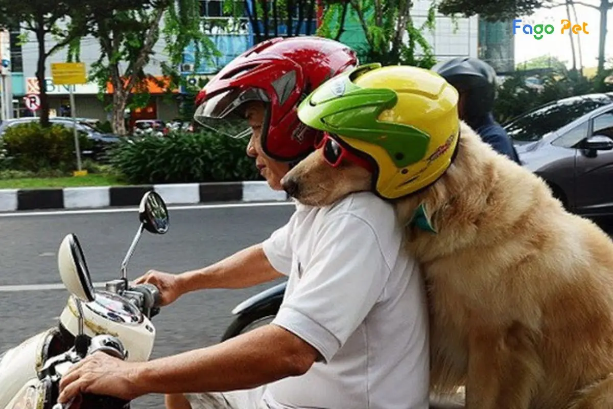 Hướng Dẫn Cách Huấn Luyện Chó Ngồi Xe Máy Đơn Giản