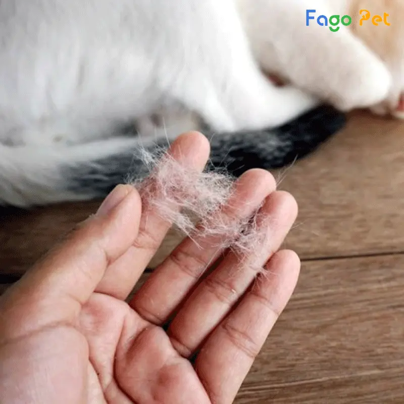 Rụng lông từng mảng là một trong những biểu hiện của viêm da ở mèo
