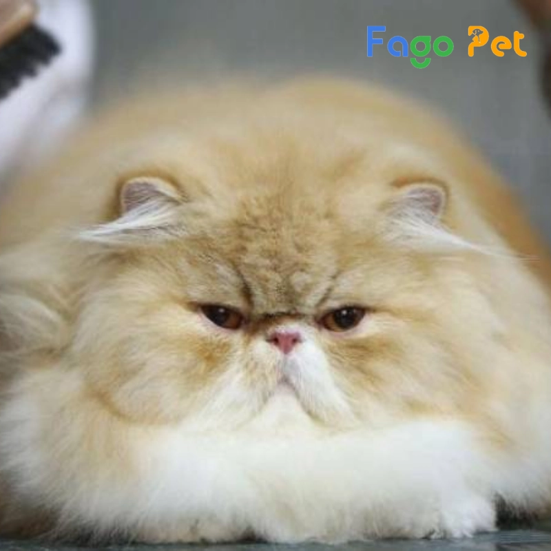 ưu điểm khi lựa chọn mua mèo exotic tại fago pet