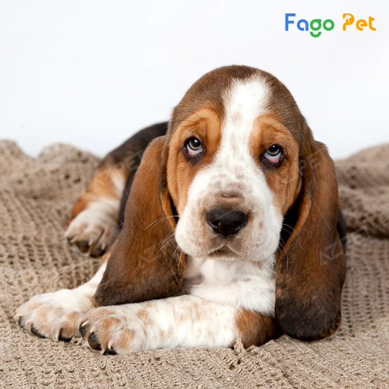 fago pet - địa chỉ bán chó basset hound chất lượng với mức giá tốt
