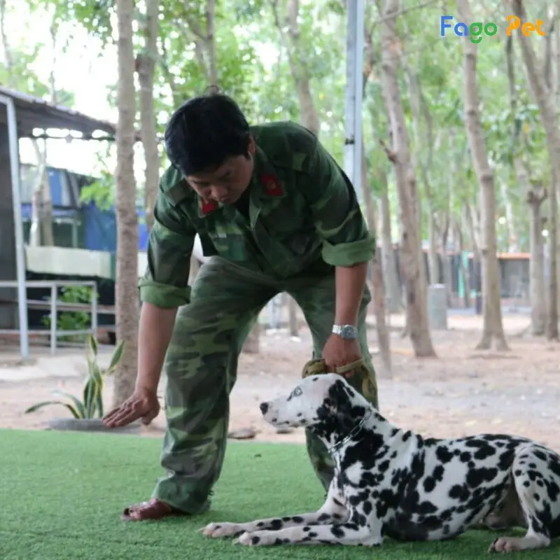 huấn luyện chó giữ nhà