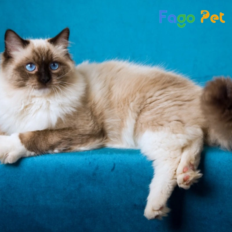 bán mèo ragdoll seal point