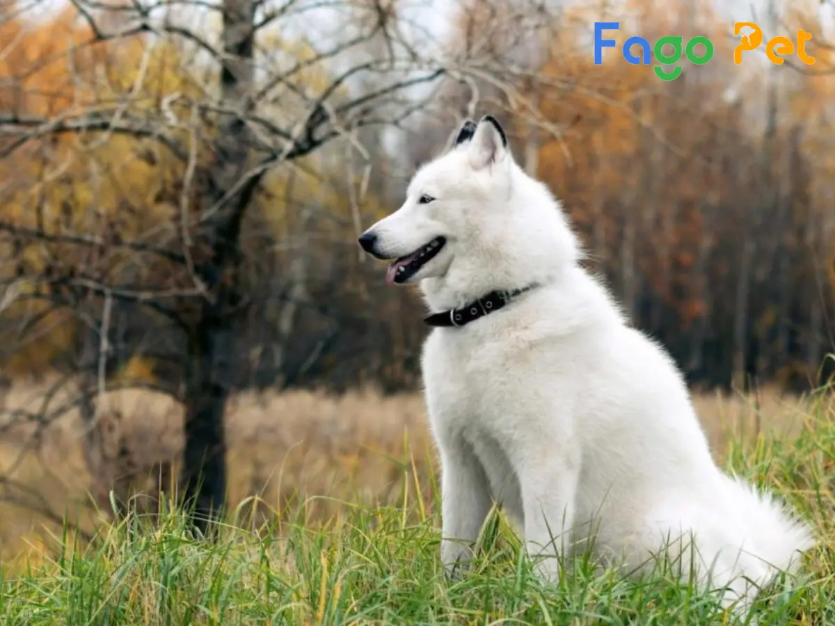 Cập Nhật Giá Bán Chó Alaska Giant Mới Nhất Tại Fago Pet