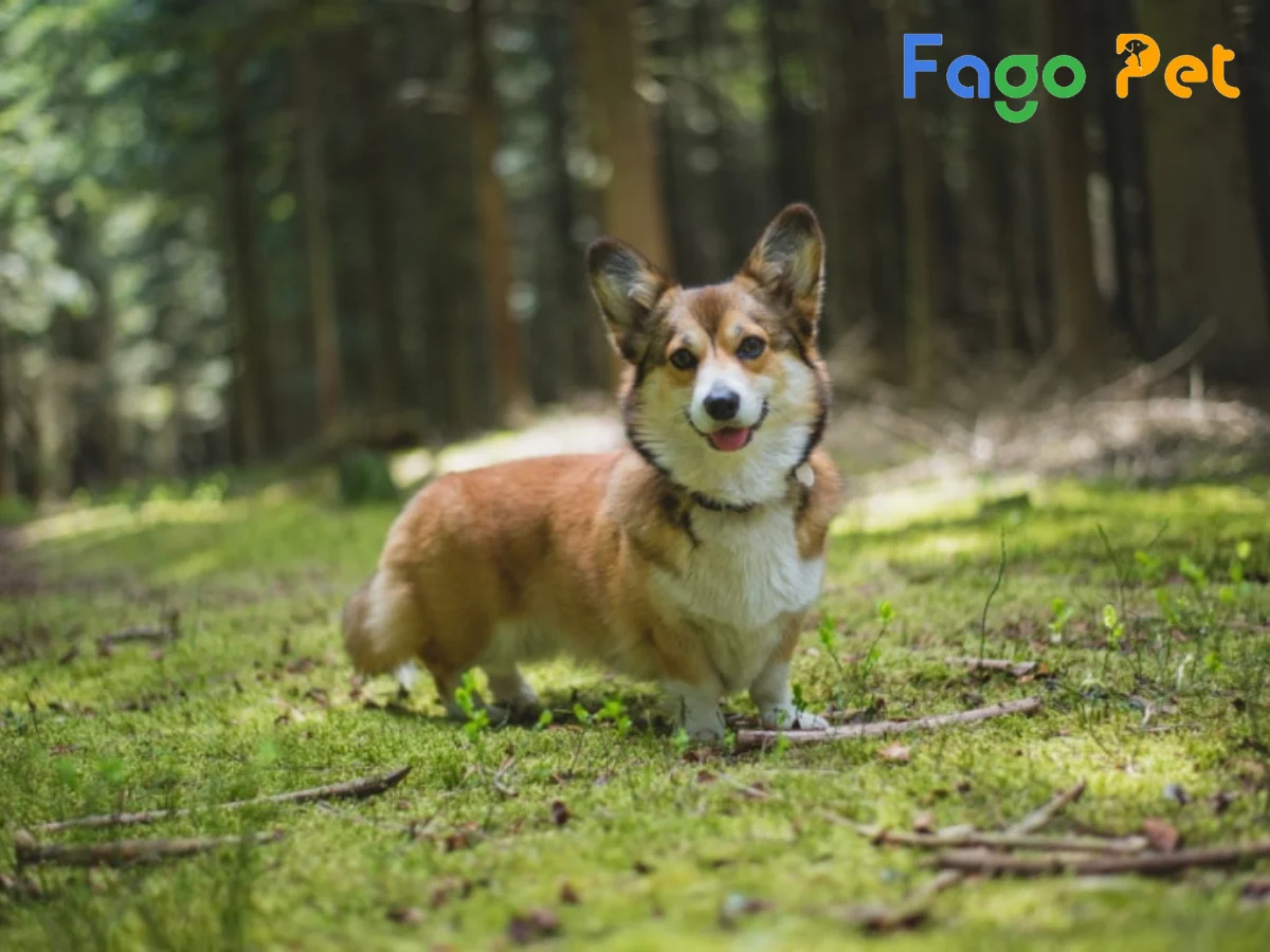 Giống Chó Corgi Sable - Đặc Điểm, Giá Bán Mới Nhất