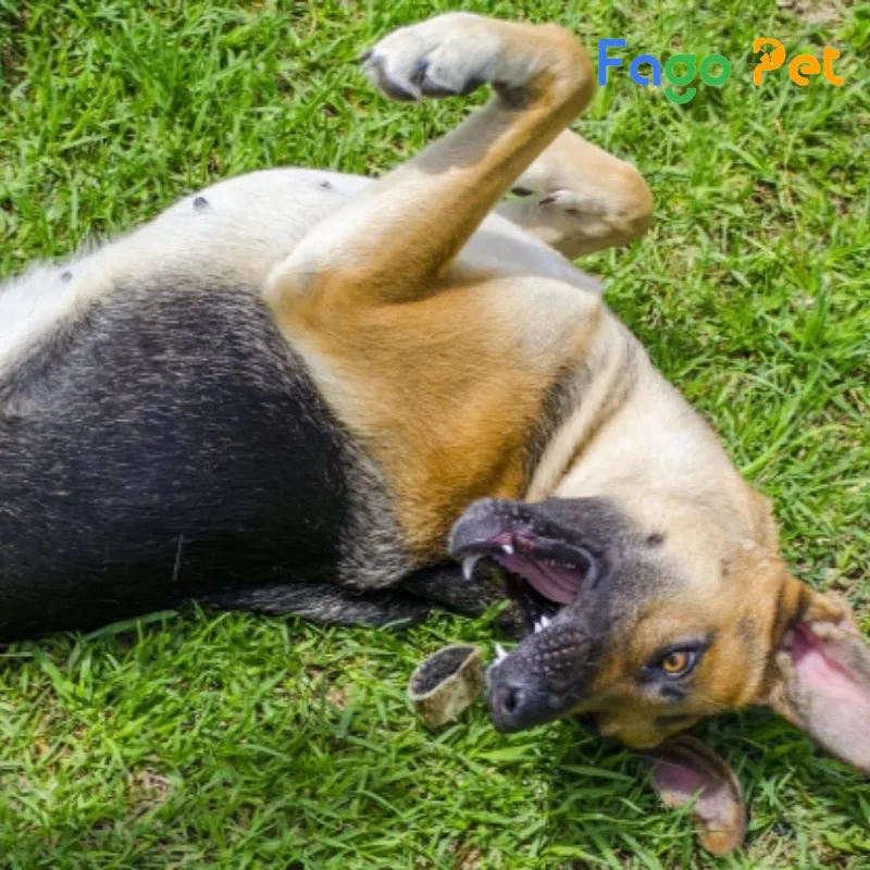 bệnh động kinh là một tình trạng di truyền phổ biến khác ở chó border collie
