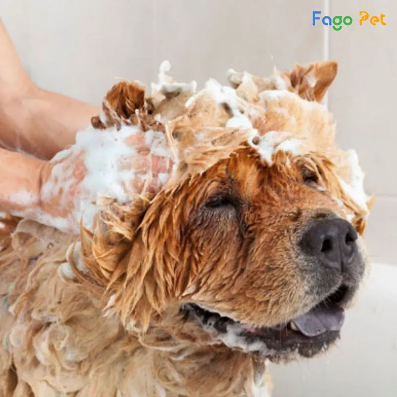 có nên tắm cho chó bằng sữa tắm của người 