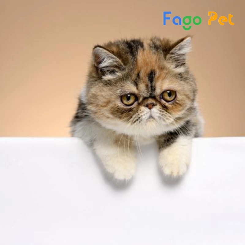 fago pet - địa chỉ bán mèo exotic đẹp giá tốt