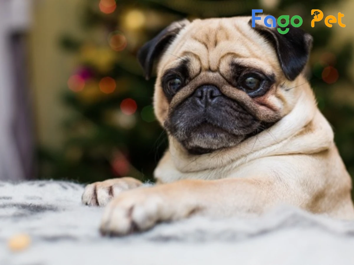 #Chó Pug Có Rụng Lông Không? Cách Chăm Sóc Bộ Lông Chó Pug