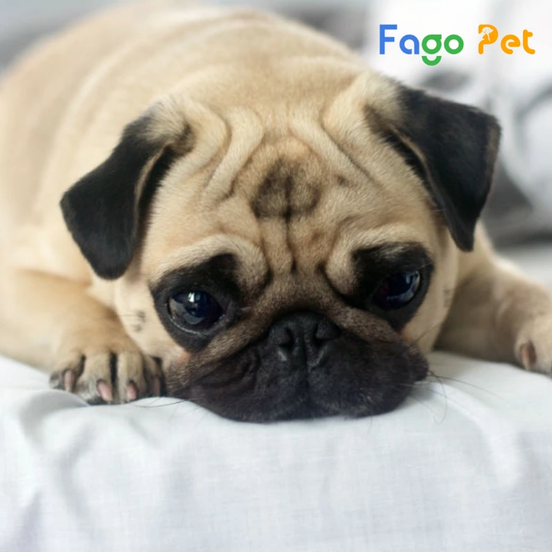 chó pug bị tiêu chảy