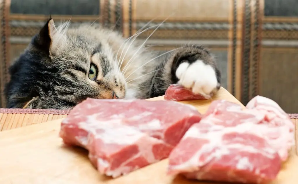 thức ăn raw cho mèo