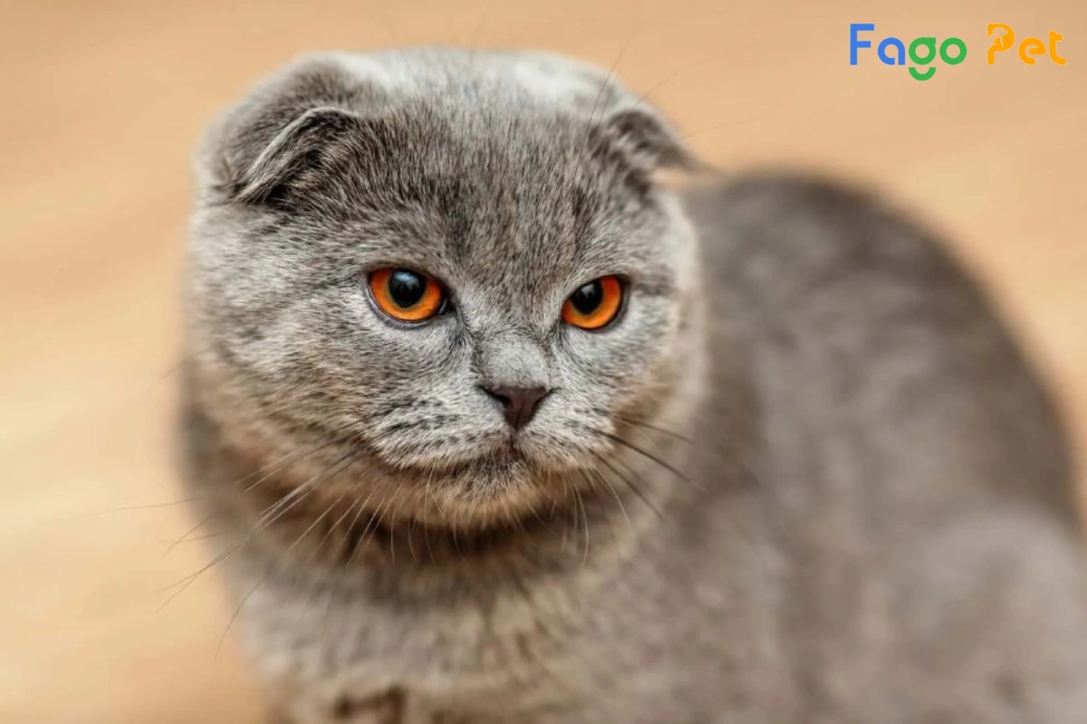 #Giá Mèo Scottish Tai Cụp Là Bao Nhiêu? Cập Nhật Giá Mèo Mới Nhất