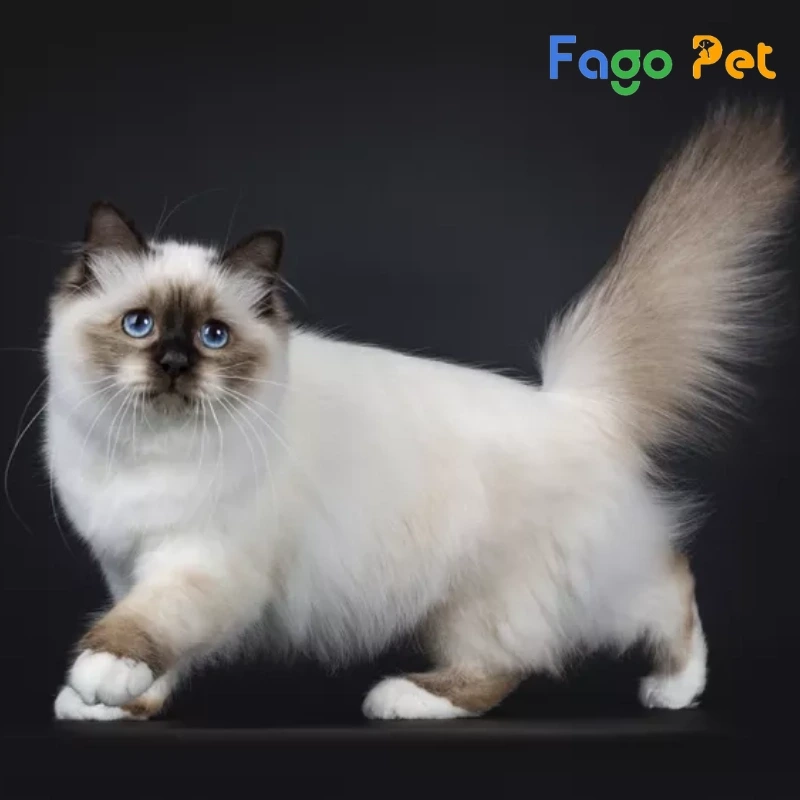 khách sạn cho mèo Birman