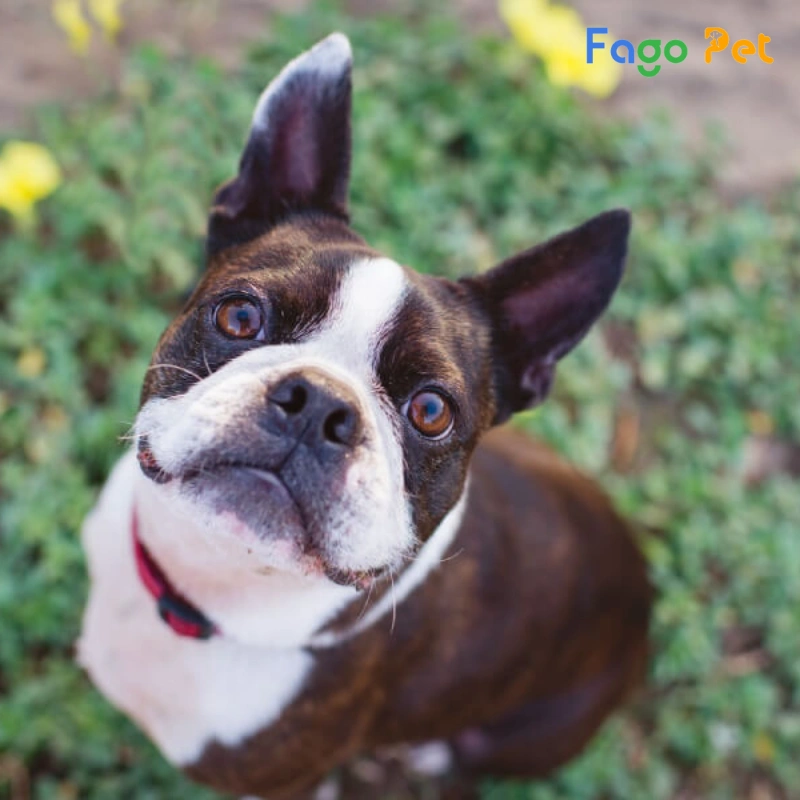 Fago Pet - Địa chỉ mua bán chó Boston Terrier uy tín