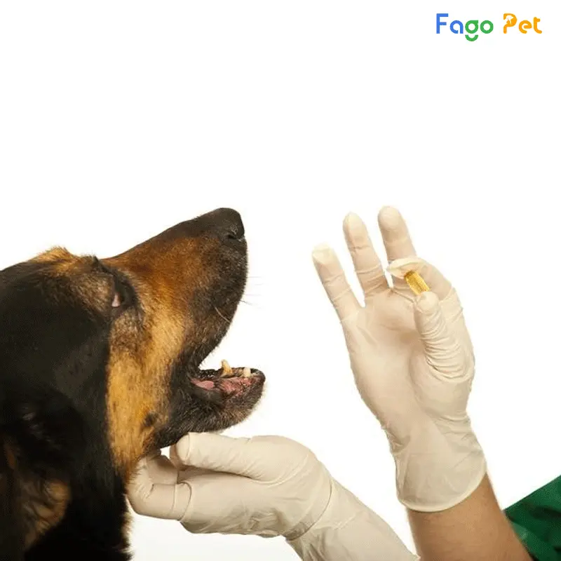 Sử dụng thuốc đúng cách giúp giảm nhanh tình trạng co giật ở chó