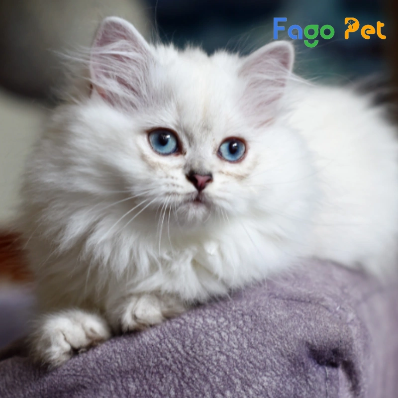 mèo anh lông dài trắng mắt xanh