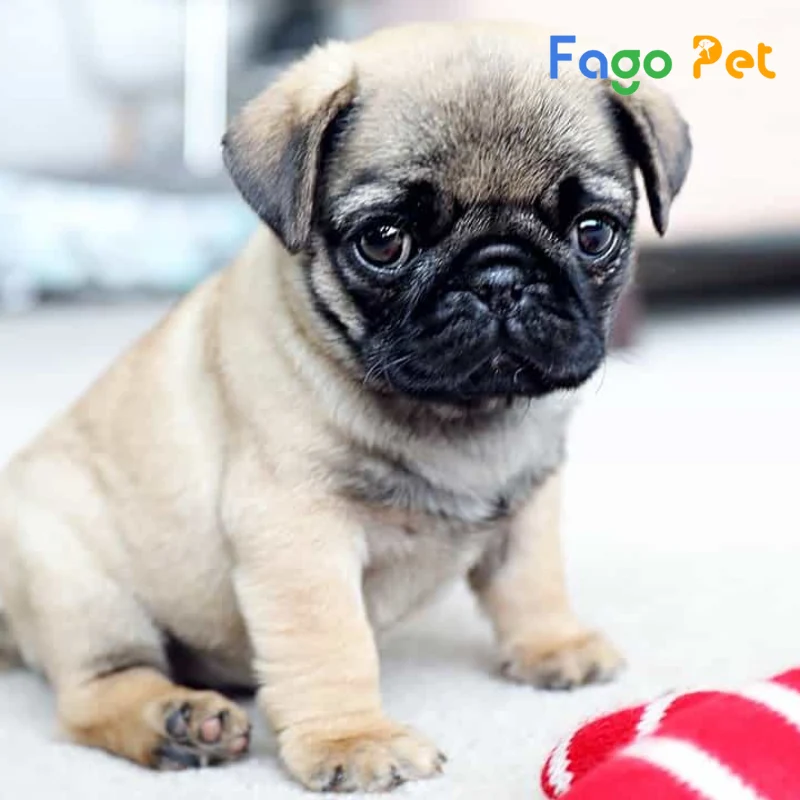 chó pug 2 tháng tuổi tắm được không