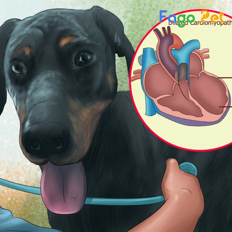 bệnh cơ tim giãn là bệnh thường gặp ở chó doberman