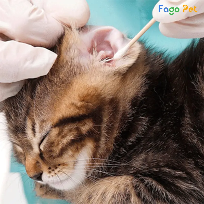 Cách trị viêm tai cho mèo đơn giản, an toàn và hiệu quả