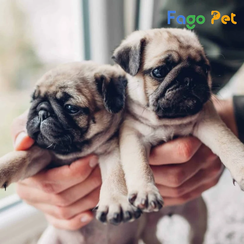 chó pug 2 tháng tuổi tắm được không