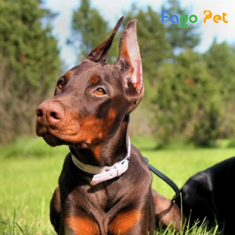 chó doberman nâu vàng