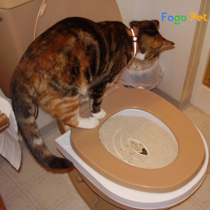cho mèo đi vệ sinh đúng chỗ