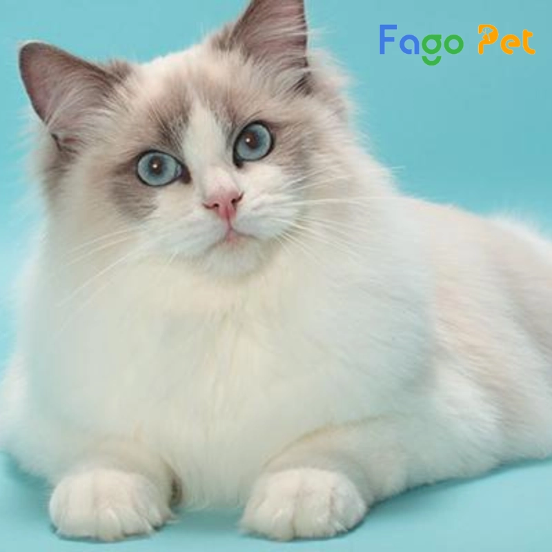 mèo ragdoll mắt xanh