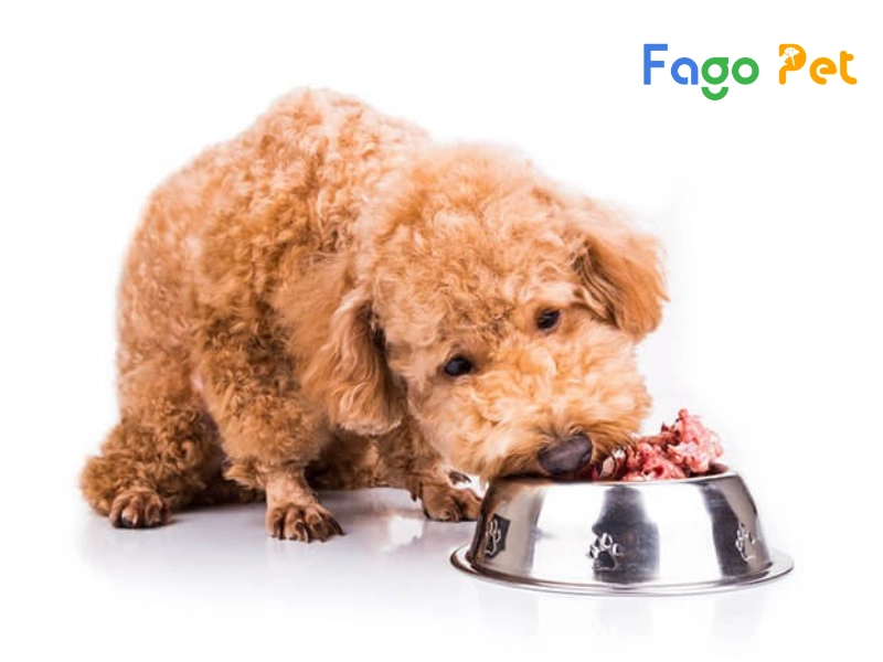 #9+ Hạt Cho Chó Poodle, Thức Ăn Giúp Bé Phát Triển Khỏe Mạnh