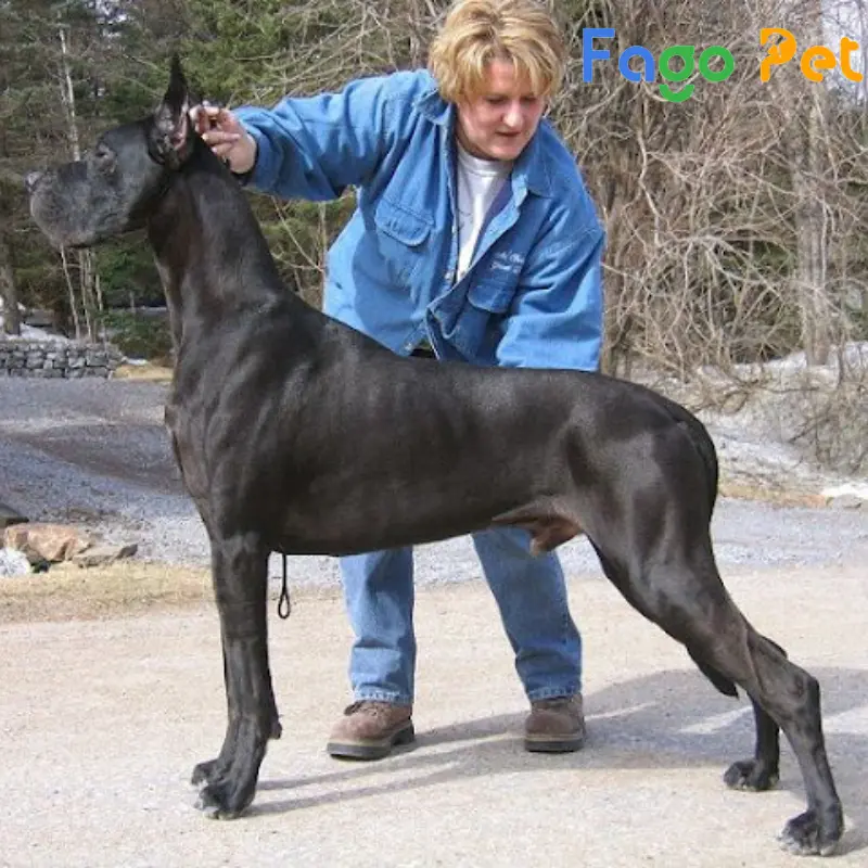 Bán Chó Great Dane Thuần Chủng