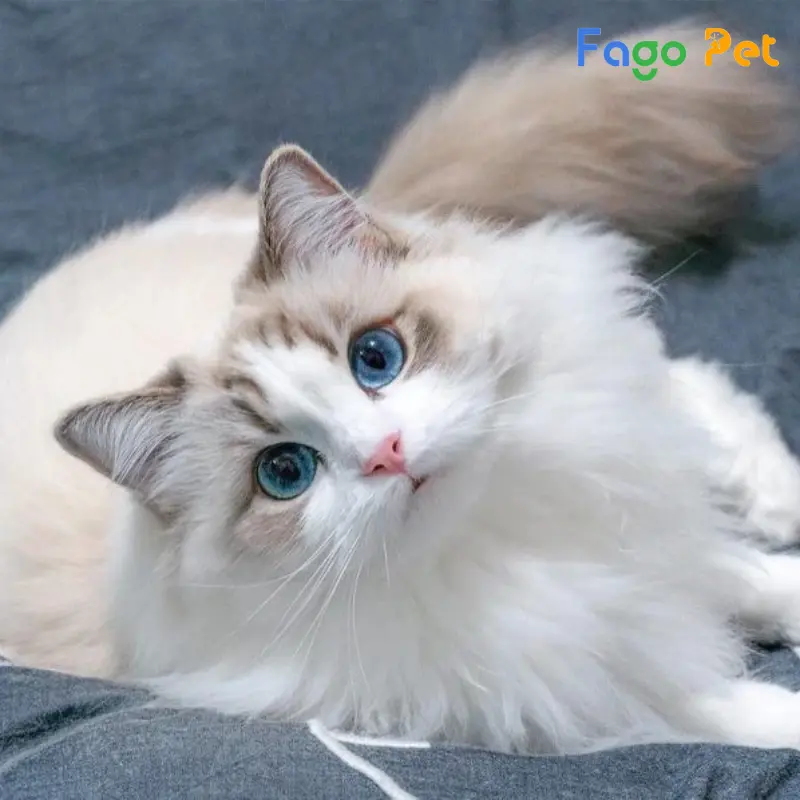 Mèo Ragdoll