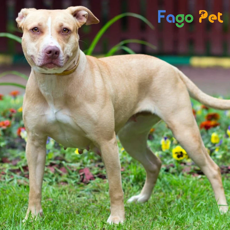 chó american pit bull terrier sở hữu hình dáng cân đối