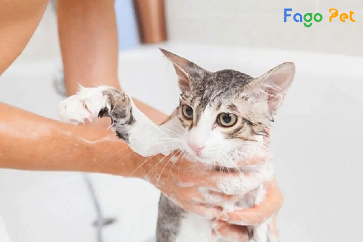 Cách Trị Ghẻ Cho Mèo Đơn Giản Hiệu Quả Nhanh Khỏi Bệnh
