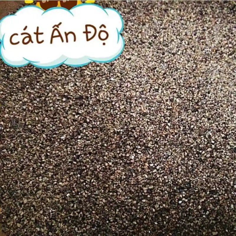 cát ấn độ cho mèo