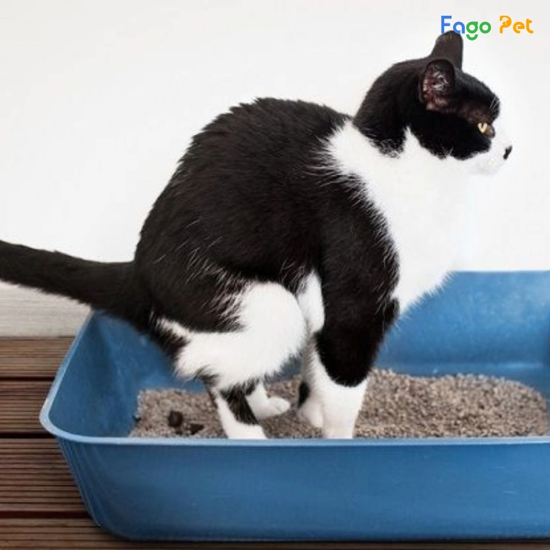 mèo đi vệ sinh không lấp cát