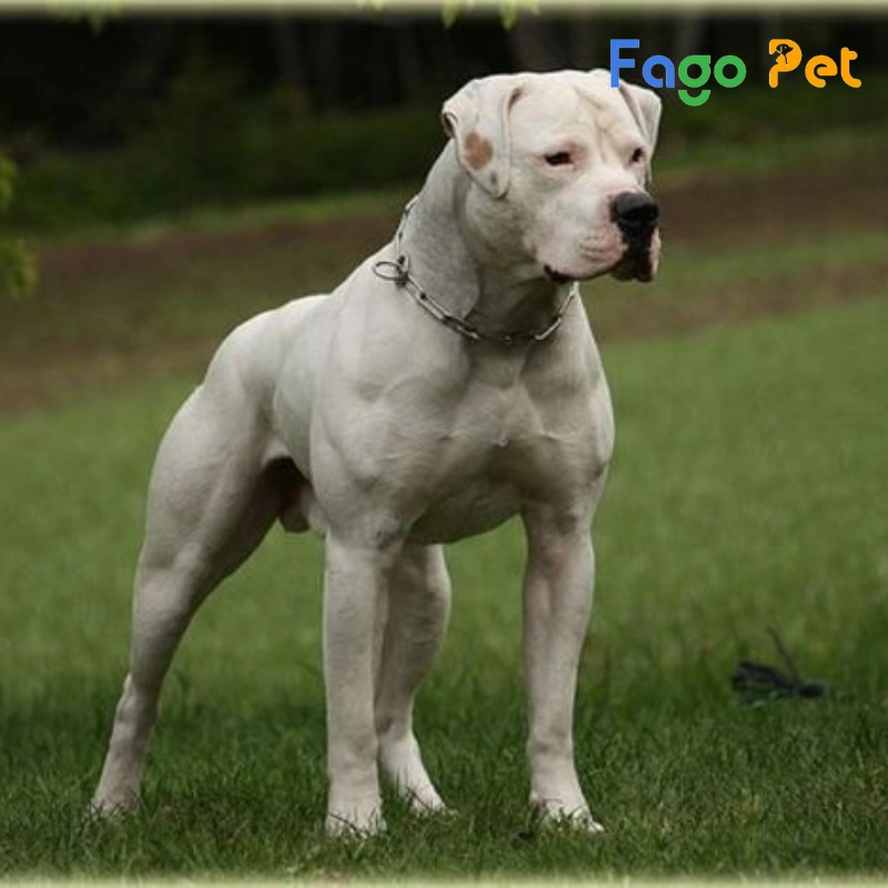 bulldog mỹ có cơ thể cơ bắp cuồn cuộn đặc trưng bởi đầu vuông và to