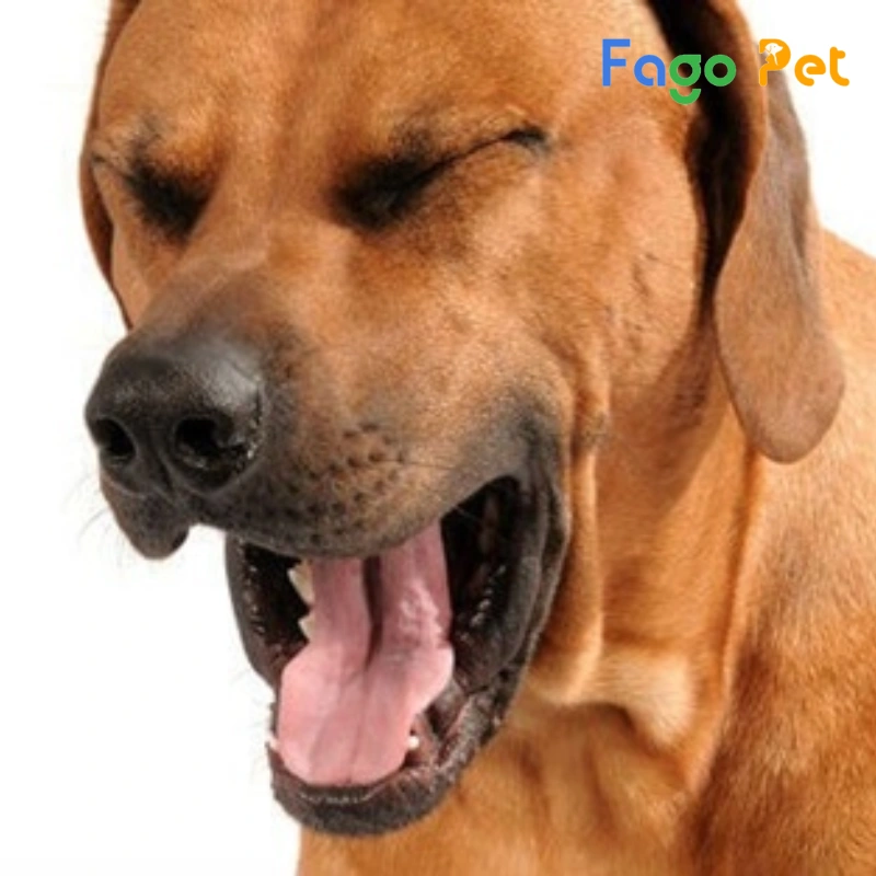 bệnh ho cũi là bệnh thường gặp ở chó becgie