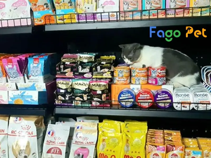 Tôi có thể mua thức ăn cho mèo ở đâu? Cửa hàng nào uy tín và đáng tin cậy?