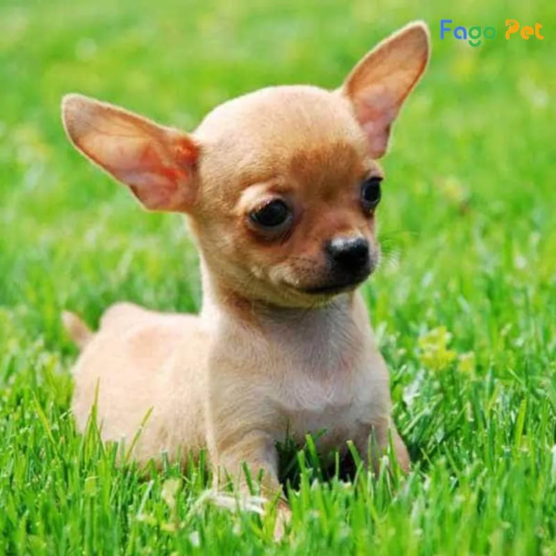 Bán Chó Chihuahua